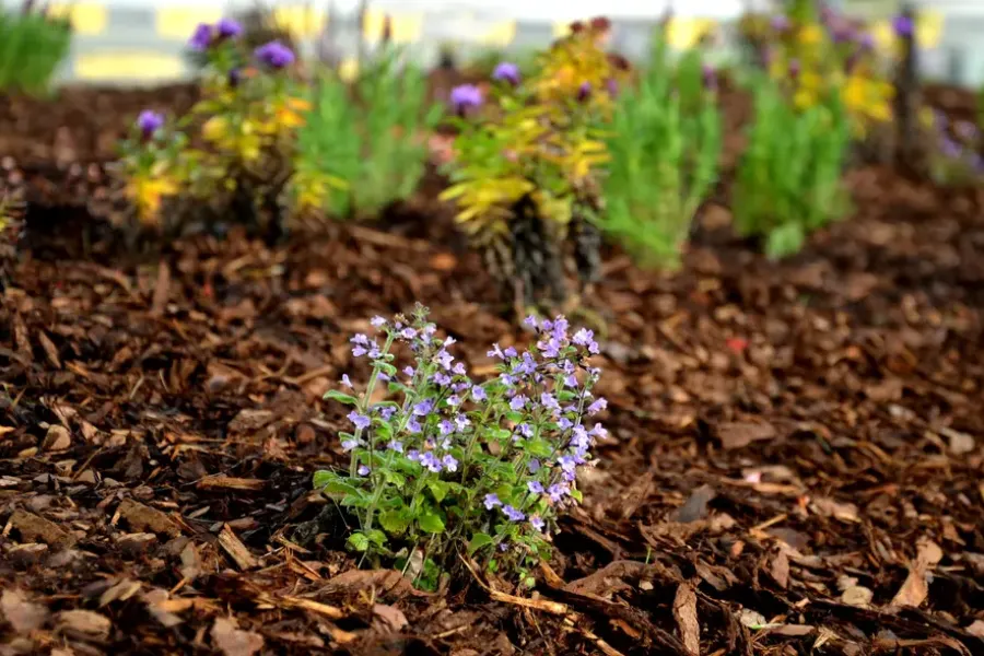 How Mulch Protects Plants During Extreme Weather Conditions Middletown, OH