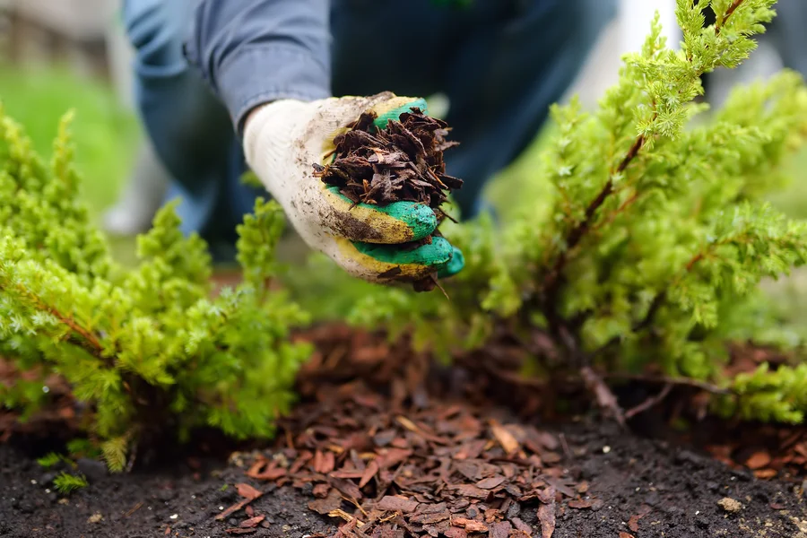 How Mulch Protects Plants During Extreme Weather Conditions in Middletown, OH