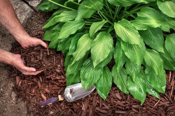 Understanding The Importance Of Mulch For Soil Retention Middletown, OH