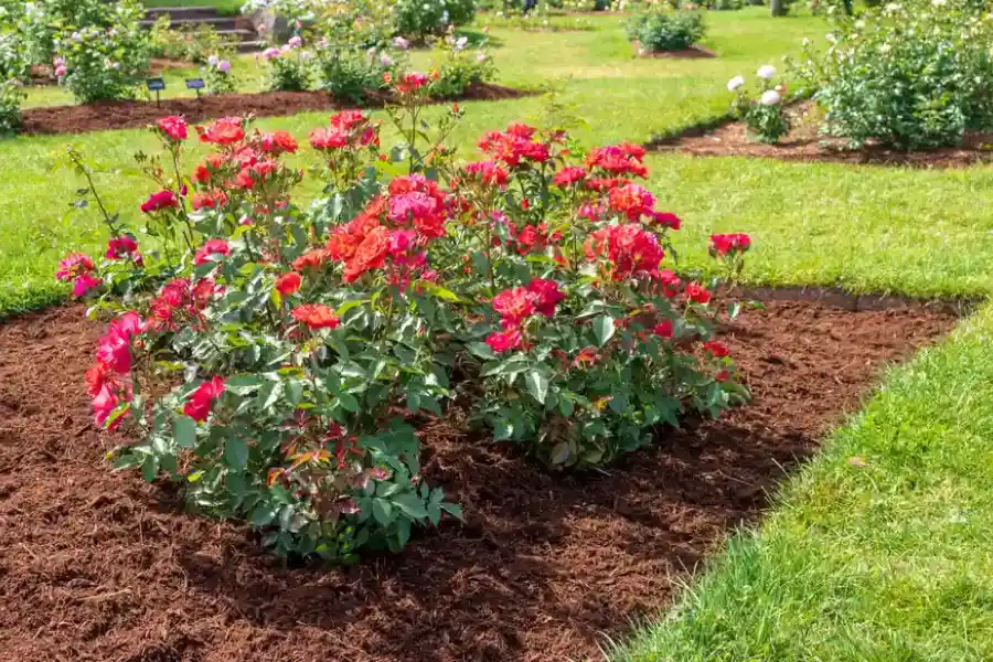 Understanding The Importance Of Mulch For Soil Retention in Middletown, OH