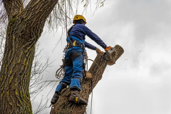Professional Tree Cutting 