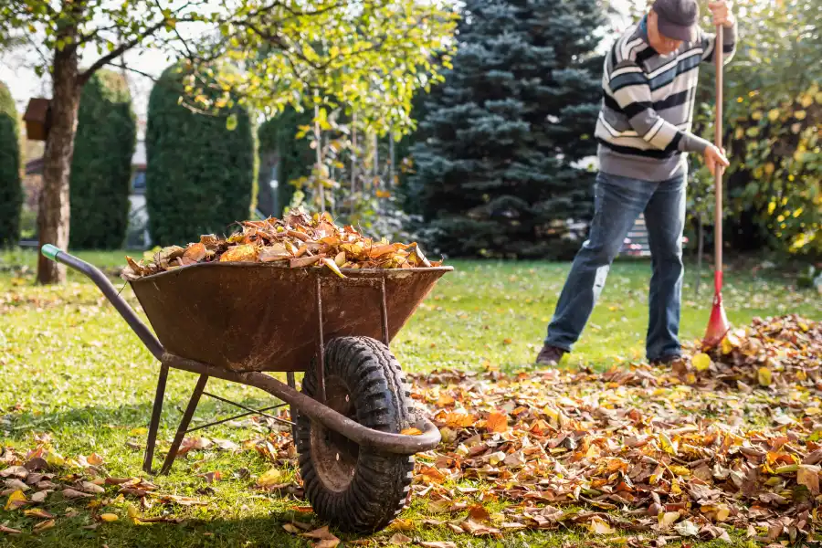 Yard Cleaning Services